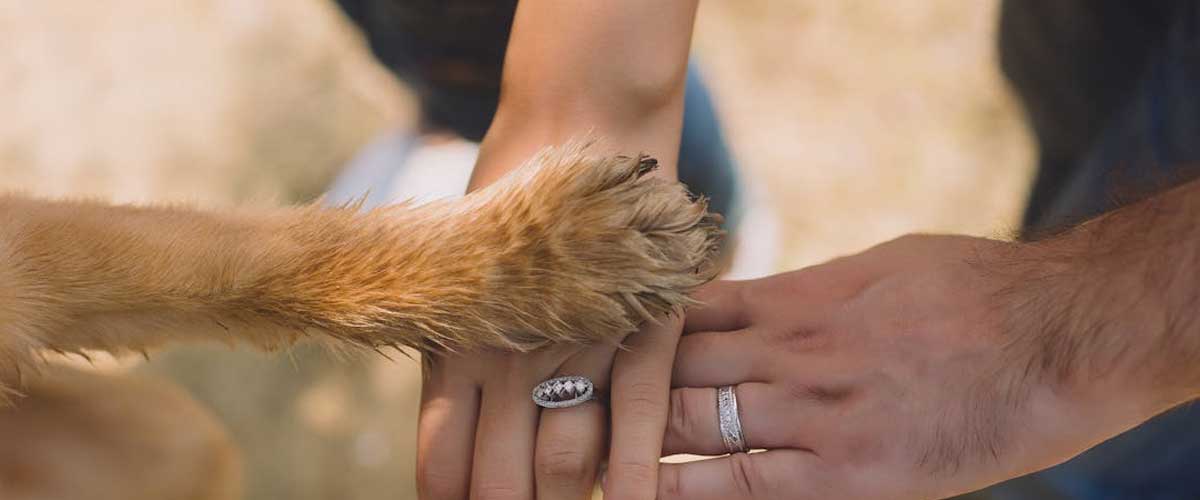 What Does It Mean When a Dog Puts Its Paw on You?