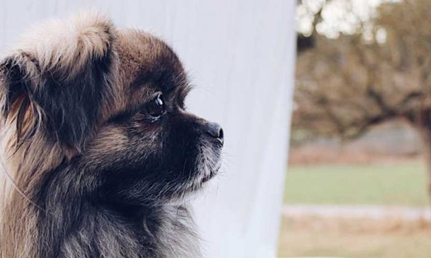 The Pekingese: A Regal Companion with a Rich Heritage