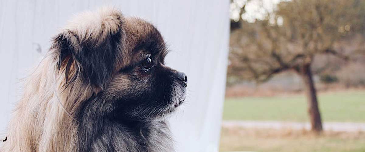The Pekingese: A Regal Companion with a Rich Heritage
