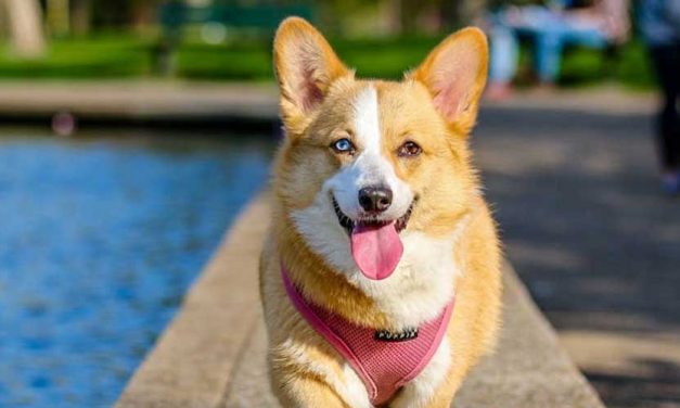 The Pembroke Welsh Corgi: A Charming Companion
