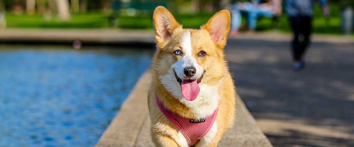 The Pembroke Welsh Corgi: A Charming Companion