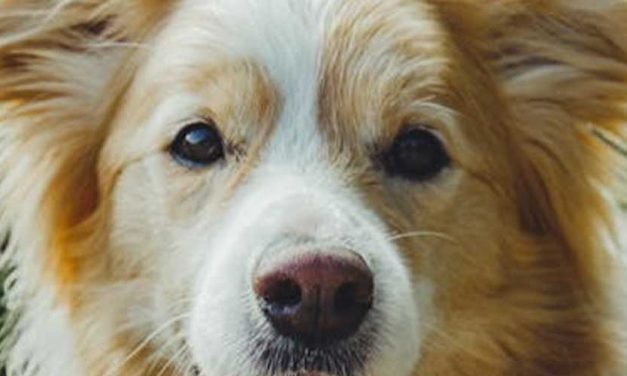 Every Dog Has a Unique Personality: Understanding Our Canine Companions