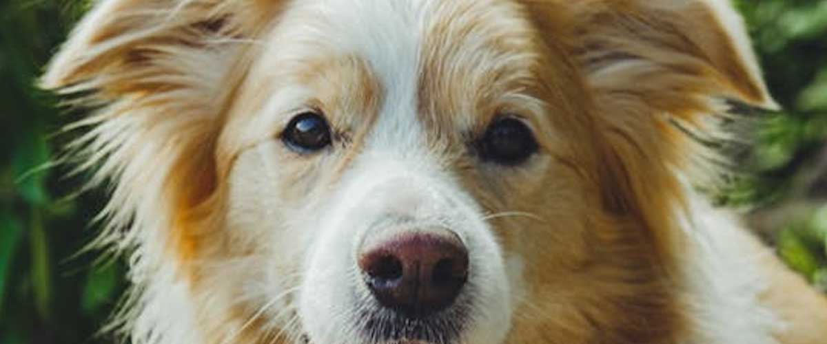Every Dog Has a Unique Personality: Understanding Our Canine Companions
