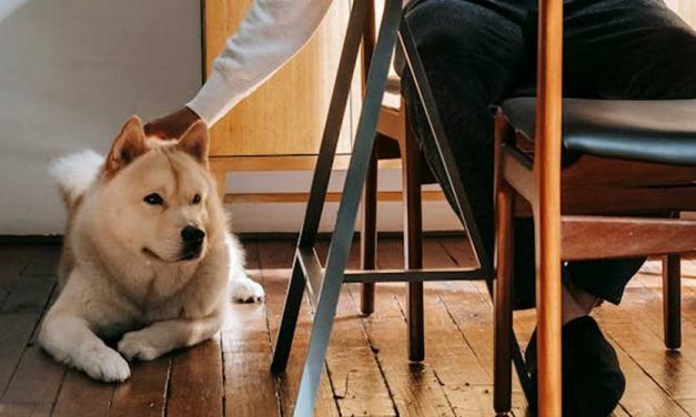 How to Properly Pet and Stroke Your Dog