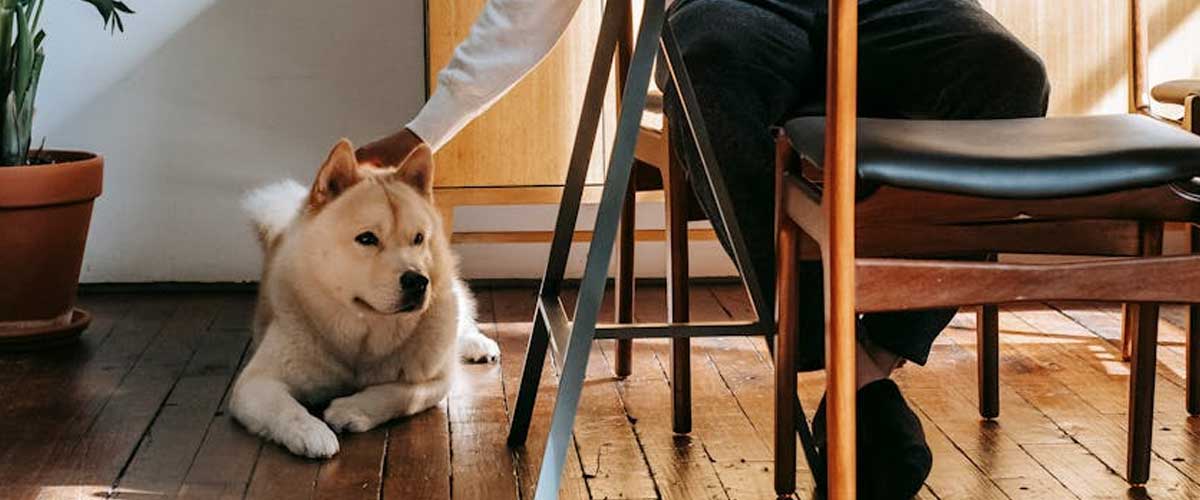 How to Properly Pet and Stroke Your Dog