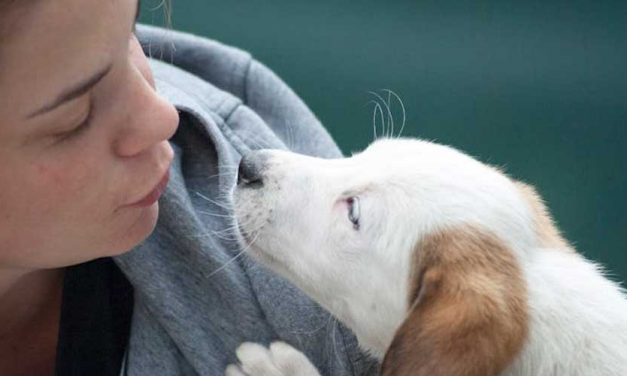 All Dog Owners Need to Question Pet Care Providers Before Using Them