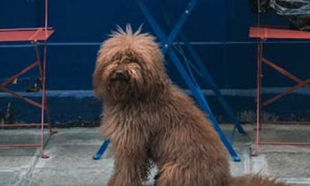 The Picardy Shepherd: A Loyal Companion and Skilled Worker