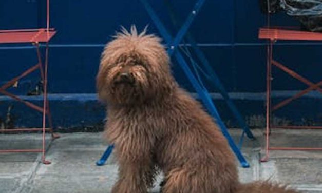 The Picardy Shepherd: A Loyal Companion and Skilled Worker