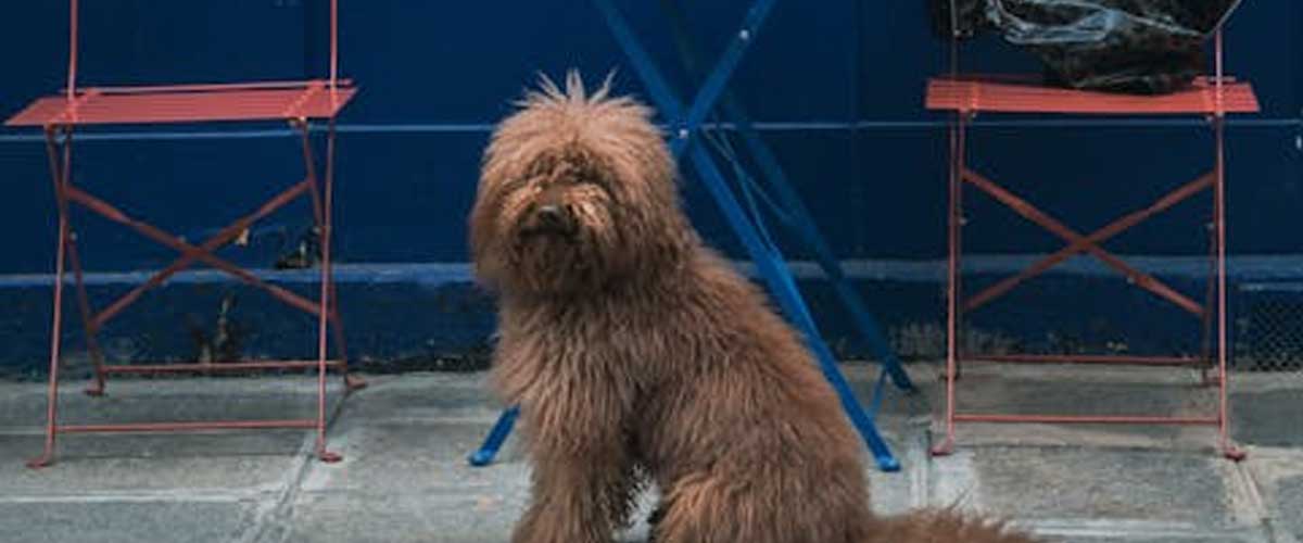 The Picardy Shepherd: A Loyal Companion and Skilled Worker