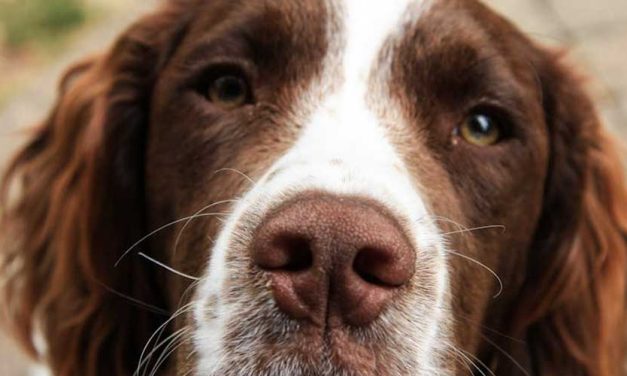 The Picardy Spaniel: A Charming Companion