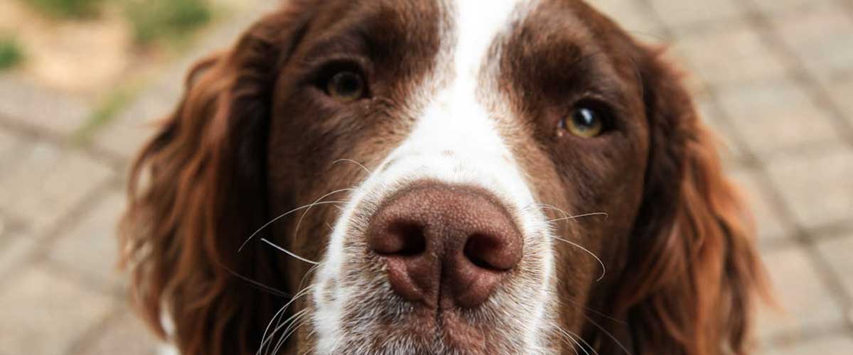 The Picardy Spaniel: A Charming Companion