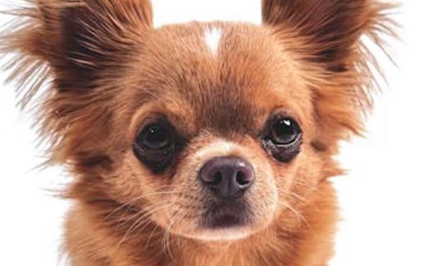 How to Aid Your Dog During a Flight on a Plane