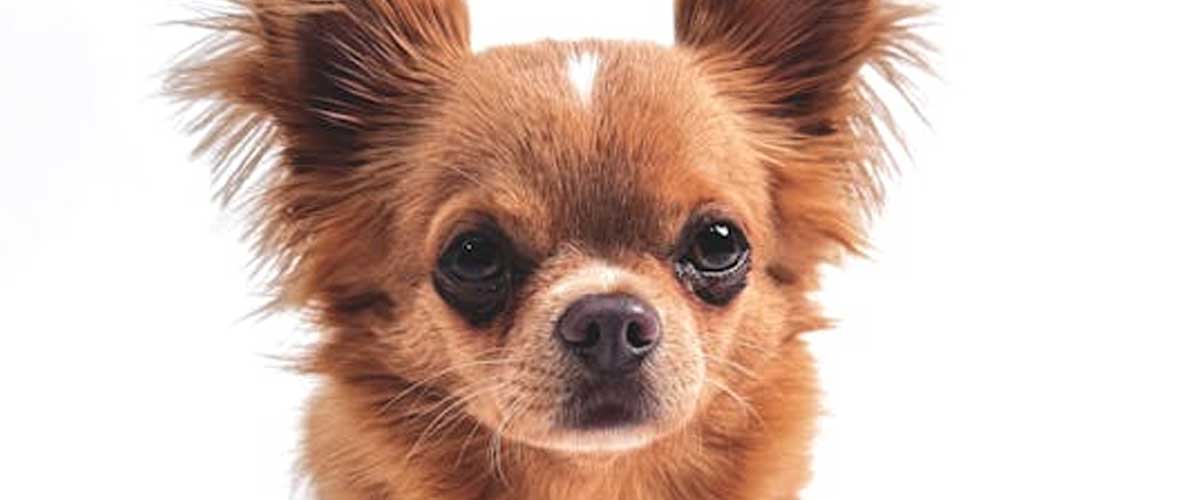 How to Aid Your Dog During a Flight on a Plane