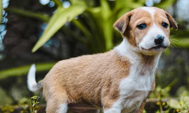 The Plummer Terrier: A Charming Companion