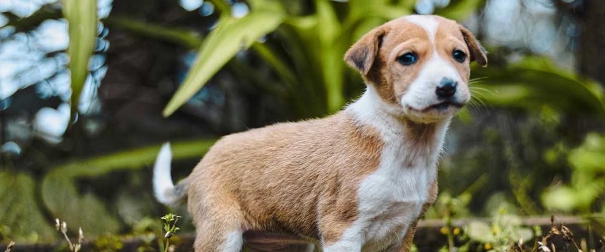 The Plummer Terrier: A Charming Companion