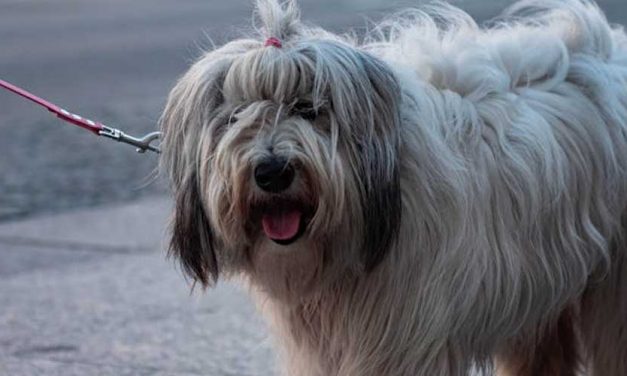 The Polish Lowland Sheepdog: A Remarkable Companion and Guardian