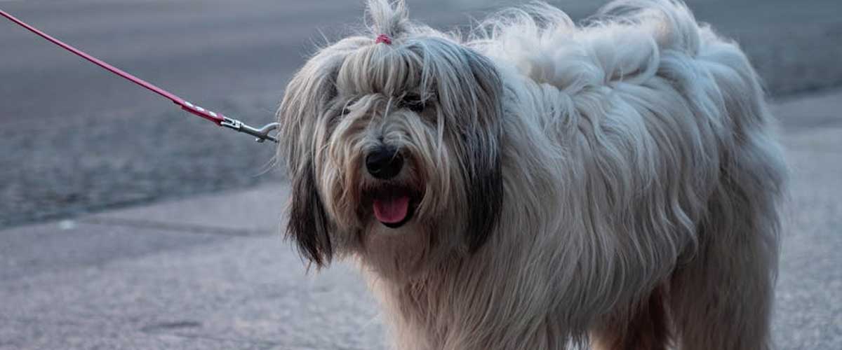 The Polish Lowland Sheepdog: A Remarkable Companion and Guardian