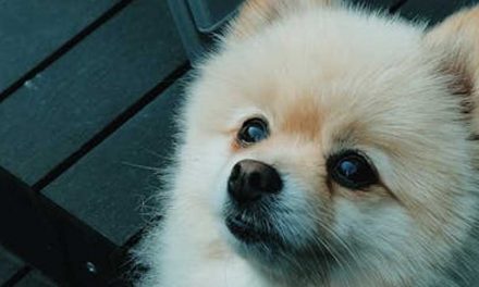 The Pomeranian: A Lively Companion with a Big Personality