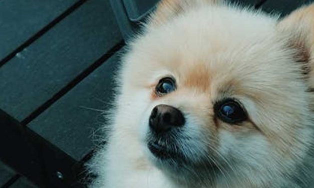 The Pomeranian: A Lively Companion with a Big Personality