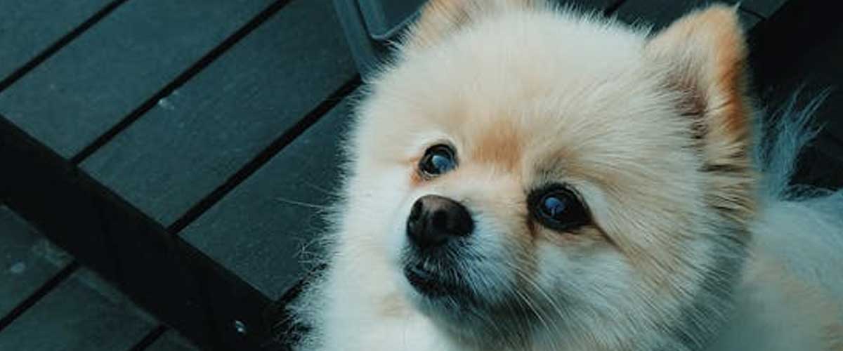 The Pomeranian: A Lively Companion with a Big Personality