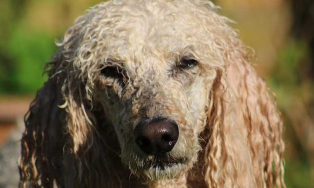The Standard Poodle: A Regal and Intelligent Companion