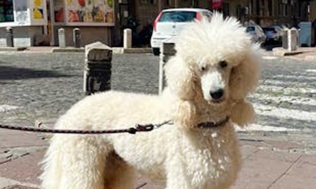 The Poodle: A Versatile and Intelligent Breed