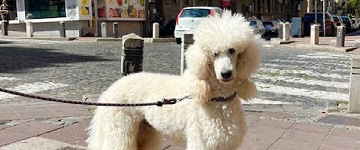 The Poodle: A Versatile and Intelligent Breed