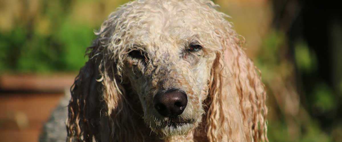 The Standard Poodle: A Regal and Intelligent Companion