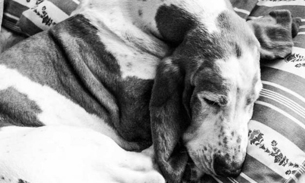 The Porcelaine Dog Breed: A Gem of French Heritage