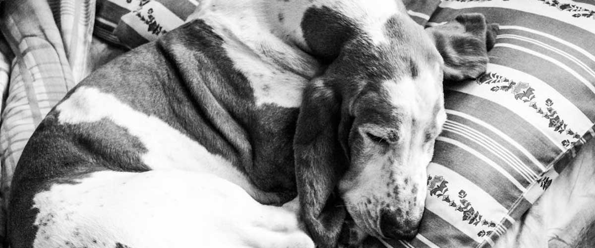 The Porcelaine Dog Breed: A Gem of French Heritage