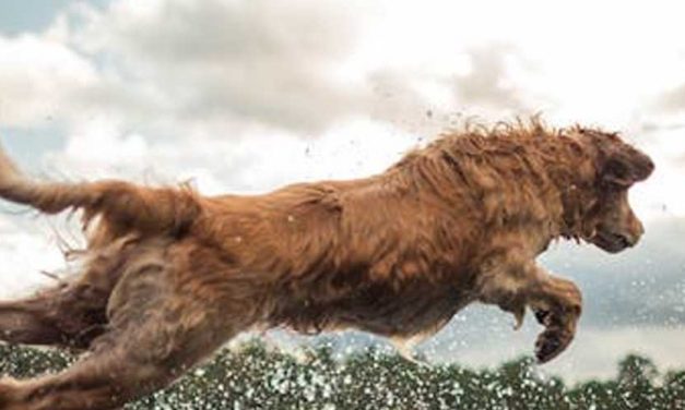 The Portuguese Water Dog: A Versatile and Affectionate Breed