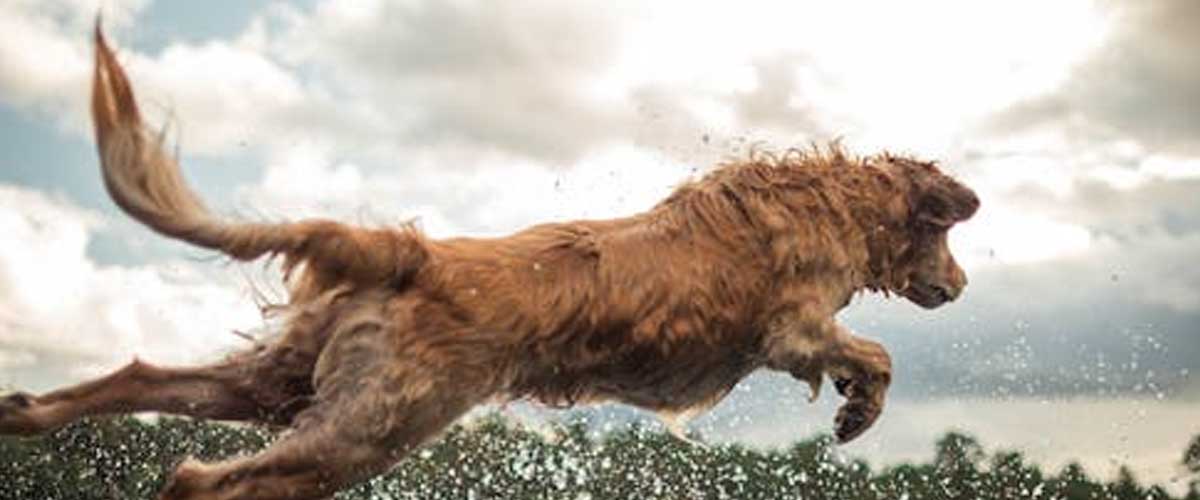 The Portuguese Water Dog: A Versatile and Affectionate Breed