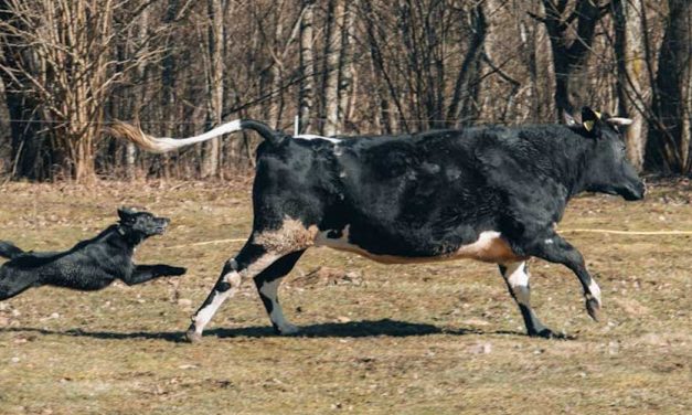 The Portuguese Cattle Dog: A Versatile and Intelligent Companion