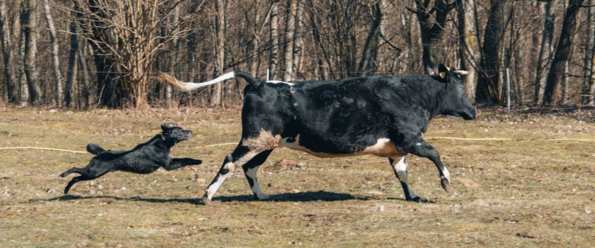 The Portuguese Cattle Dog: A Versatile and Intelligent Companion