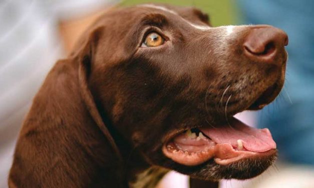 The Portuguese Pointer: A Versatile Hunting Companion