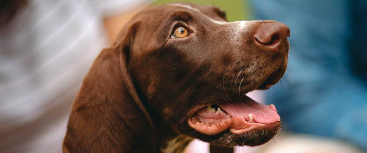 The Portuguese Pointer: A Versatile Hunting Companion