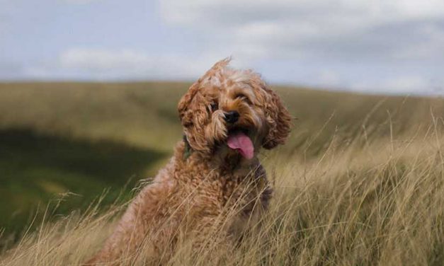 The Portuguese Shepherd Dog: A Loyal Guardian and Versatile Companion