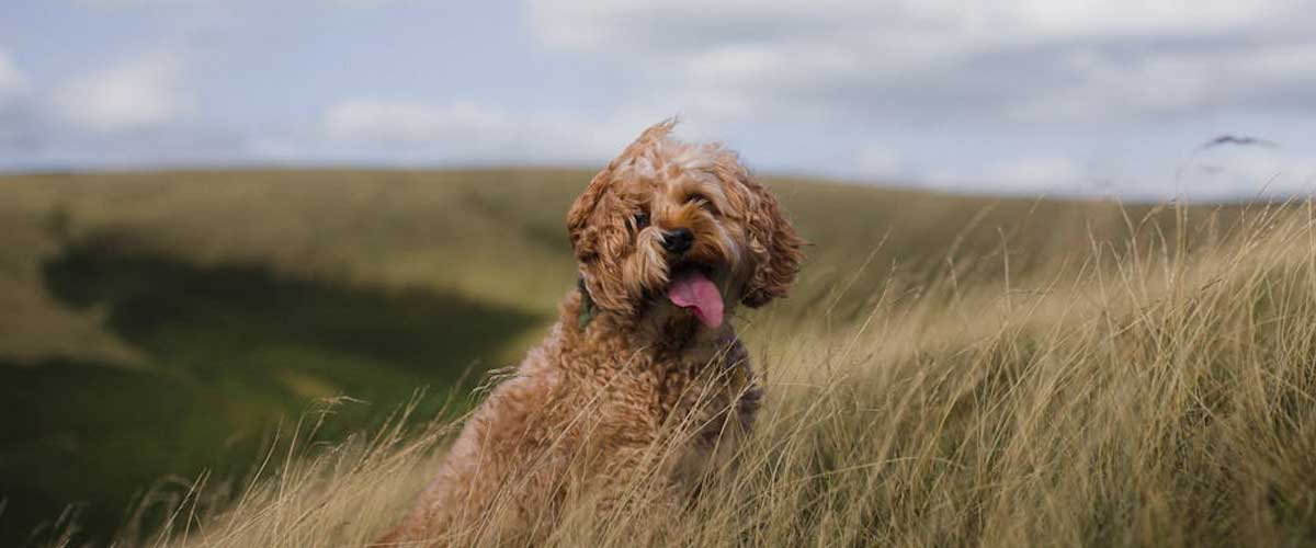 The Portuguese Shepherd Dog: A Loyal Guardian and Versatile Companion