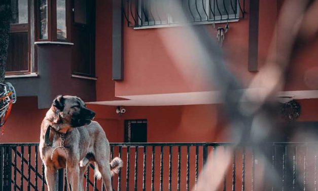 The Portuguese Watch Dog: A Guardian of Tradition and Loyalty