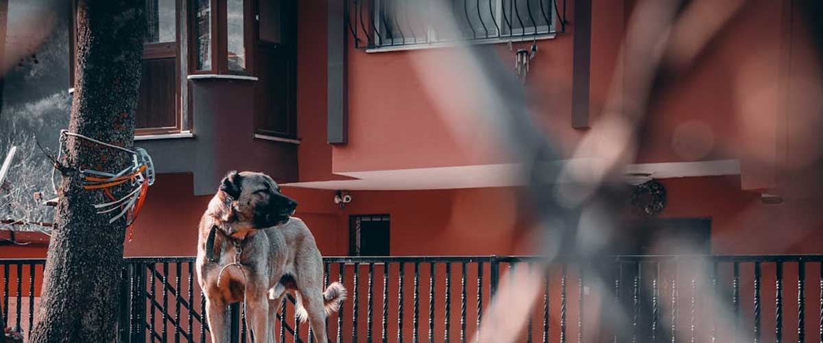 The Portuguese Watch Dog: A Guardian of Tradition and Loyalty
