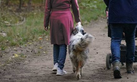 How to Handle a Pram and Dog on a Walk: A Helpful Guide
