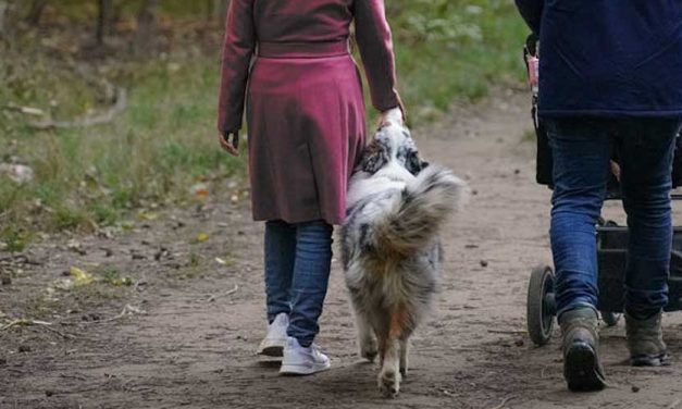 How to Handle a Pram and Dog on a Walk: A Helpful Guide