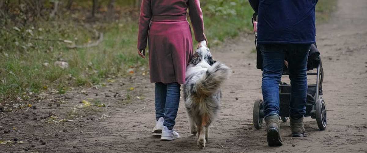 How to Handle a Pram and Dog on a Walk: A Helpful Guide
