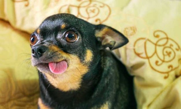 The Prazsky Krysavik: A Unique Gem of the Dog World