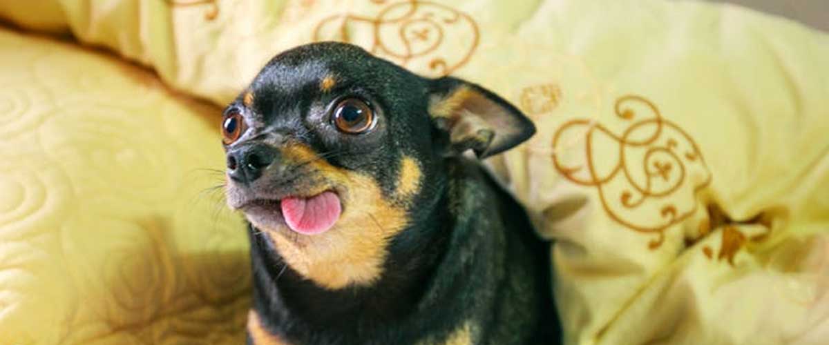 The Prazsky Krysavik: A Unique Gem of the Dog World