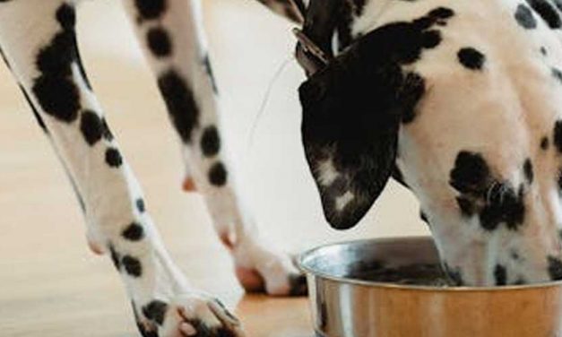 2025 Comparison of Butternut Box and Tails.com Dog Food
