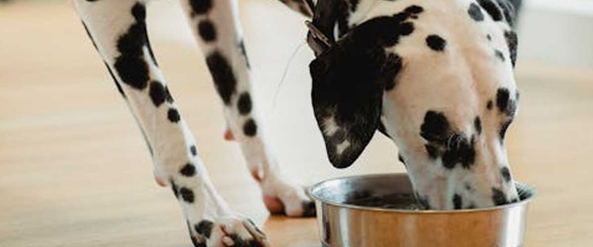 2025 Comparison of Butternut Box and Tails.com Dog Food