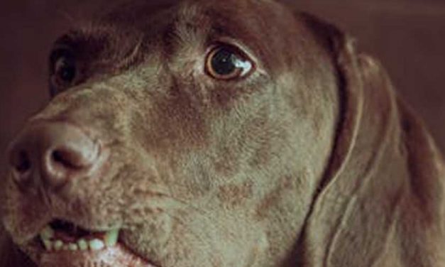 The Pudelpointer: A Versatile and Eager Companion