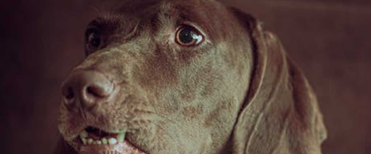 The Pudelpointer: A Versatile and Eager Companion