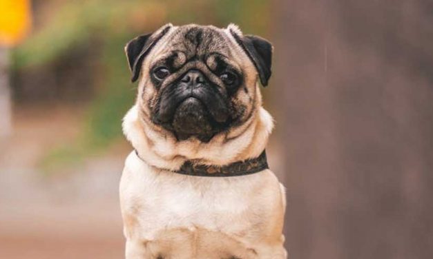The Charming Pug: A Friendly Companion